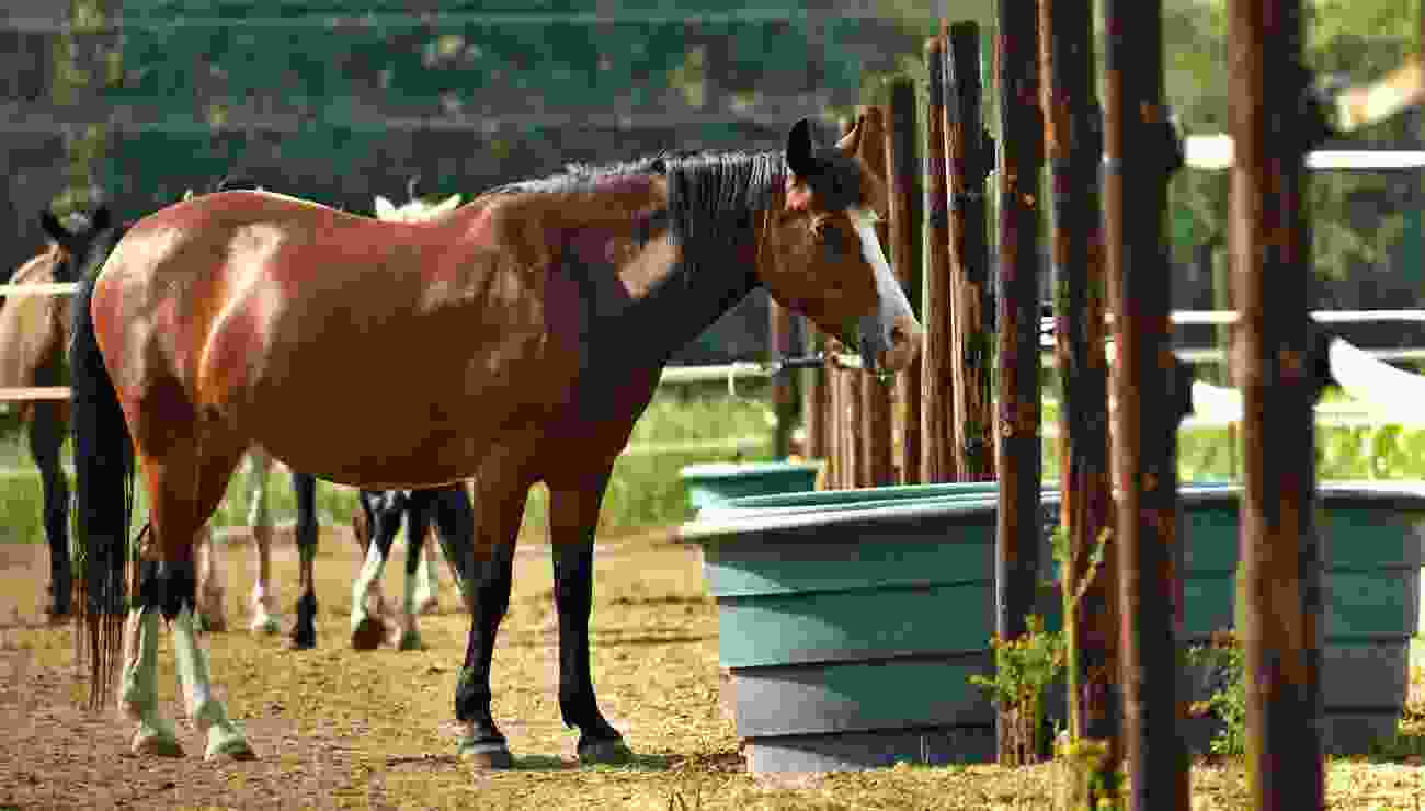 Various Medicine Used In Horse Racing